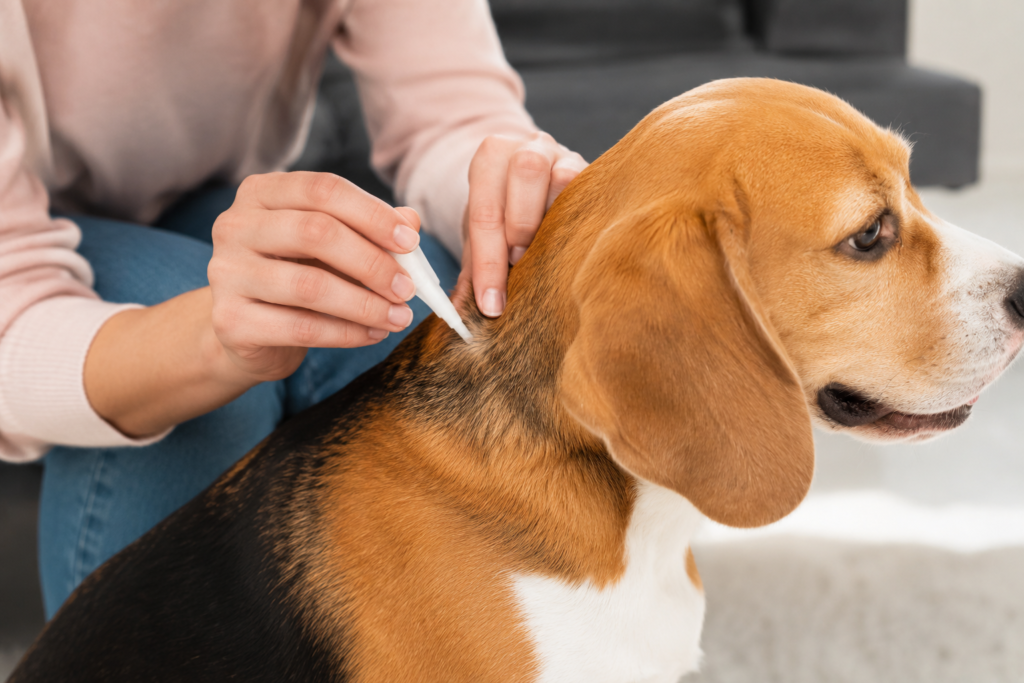 Qual o Melhor Antipulgas para Cachorro: Coleira, Pipeta ou Comprimido — Qual Escolher 4 ChatGPT Image 21 de ago. de 2026 16 24 49
