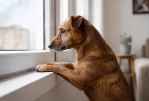 Cachorro sozinho olhando pela janela, sinal de ansiedade em cães